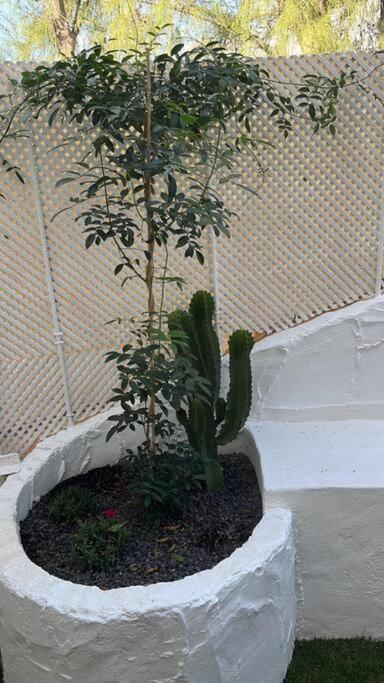 Casa Cactus Paraiso Parque Holandes Bagian luar foto